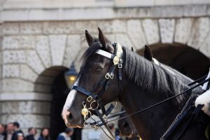 Τραγωδία σε βρετανικούς ιππικούς αγώνες παρουσία του Καρόλου: Στρατιώτης έπεσε από άλογο και σκοτώθηκε
