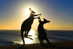Eastern grey kangaroos fight