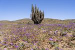 Flowers bloom in the desert in the Atacama region.The Atacama desert
