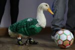 Merlin the duck steals the FIFA World Cup 2026 show