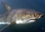 A Great White shark