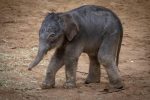 elephantaki