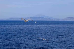 Καλοκαιρινός ο καιρός σήμερα με μελτέμια και θερμοκρασίες έως 33 βαθμούς – Πού θα εκδηλωθούν τοπικές βροχές