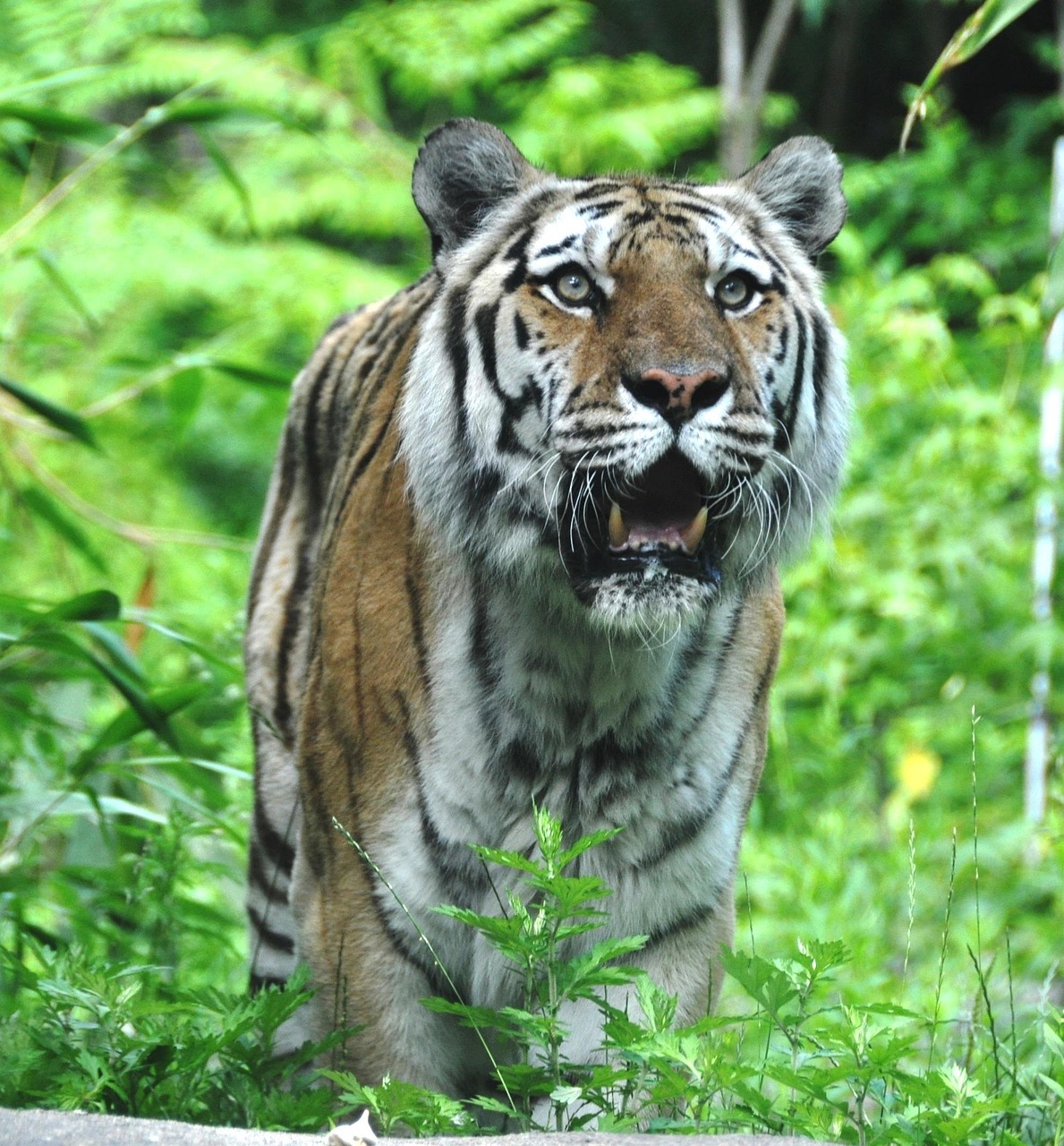 ΒΙΝΤΕΟ: Το υβρίδιο Liger τραβάει τα βλέμματα! Το μεγαλύτερο αιλουροειδές στον κόσμο ζυγίζει πάνω από 400 κιλά