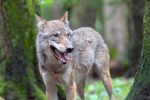 lykos