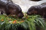 The world's most famous one-year-old female pygmy hippopotamus, Moo Deng