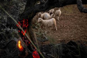 Στον ανακριτή ο υπεύθυνος λειτουργίας του δικτύου του ΔΕΔΔΗΕ Ρεθύμνου