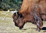 bison