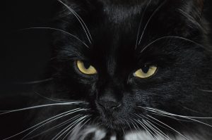 Κινέζος έδεσε στο λουρί του σκύλου…την γάτα του και πέτυχε αυτό που ήθελε! Άπαιχτο βίντεο