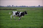cow running pixabay