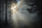 foggy forest