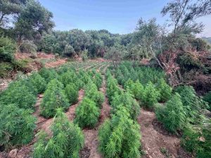 Θεσσαλονίκη: Χειροπέδες σε άνδρα που καλλιεργούσε 26 δενδρύλλια κάνναβης μέσα σε σπίτι και μαντρί
