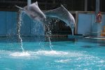 Pink dolphins at Underwater World Singapore
