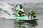 World Dog Surfing Championships