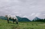 Appaloosa horse