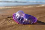 Physalia physalis portuguese-man-o-war