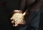 A farmer collects wheat