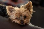 Yorkshire dog