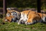 tigris