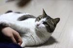 gata