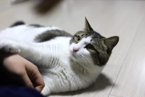 Φοβερό ΒΙΝΤΕΟ: Γλυκιά γατούλα ακουμπάει διστακτικά το νεογέννητο μωρό της οικογένειας