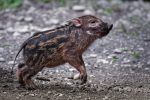 little pig running pixabay