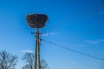 pole stylos nest folia