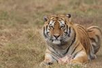 tigris