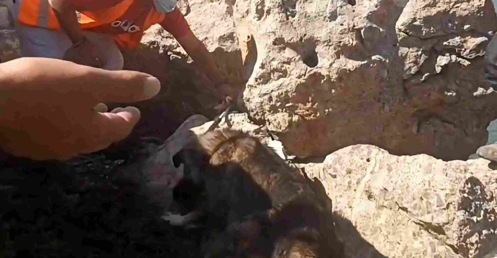 ΔΙΚΕΠΑΖ: Επιχειρήσεις διάσωσης αδέσποτων ζώων από την πύρινη λαίλαπα στη Δ. Αττική