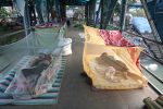 Bangladesh sees sharp rise in dengue cases