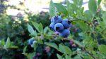 blueberries pixabay