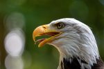 bold eagle pixabay