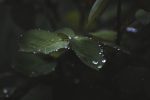 dark plant pixabay