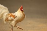 escape chicken pixabay