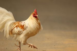 Η απόδραση της χρονιάς: Κατάφερε να το σκάσει ενώ ήταν στοιβαγμένο σε φορτηγό με κλούβες (Vid)