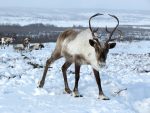 herd of reindeer pixabay