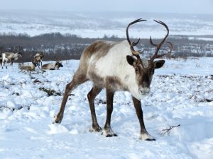 Απόλυτο δέος και τρόμο έζησε ολομόναχος στην παγωμένη τούνδρα της Ισλανδίας (Vid)