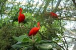 ibises birds pixabay