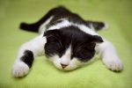 lazy cat pixabay