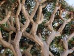 plant Dragon’s Blood Tree pixabay
