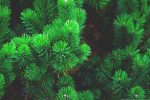 tree pefko Pine pixabay.jpg
