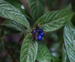 Pollia condensata pexels Blue