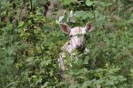albino roe deer Fawn pixabay