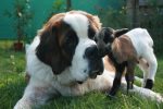 dog goat pixabay