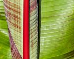 leaf banana plant pixabay