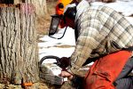 lumberjack logger Chainsaw Xylokopos pixabay
