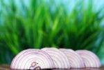 onion grass pixabay