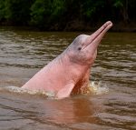 pink dolphin pixabay AI.jpg