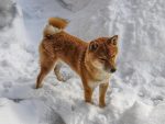 skylos